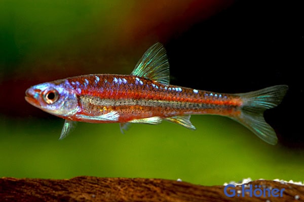 Notropis chrosomus – Regenbogenelritze