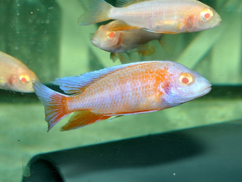 Aulonocara jacobfreibergi "Albino" - Feen-Kaiserbuntbarsch-Albino, DNZ