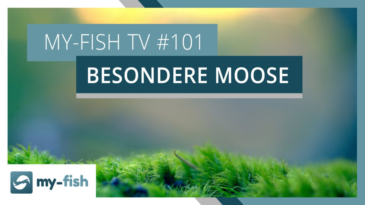 my-fish TV 101 Moose