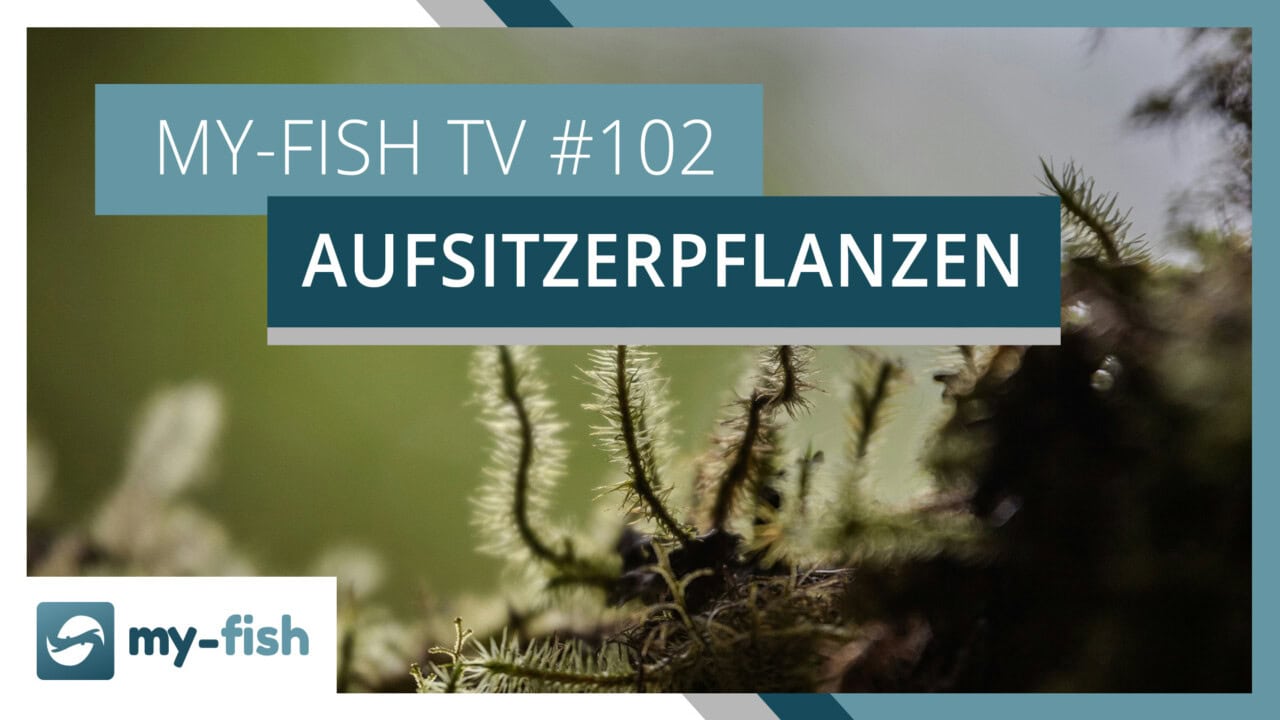 my-fish TV #102