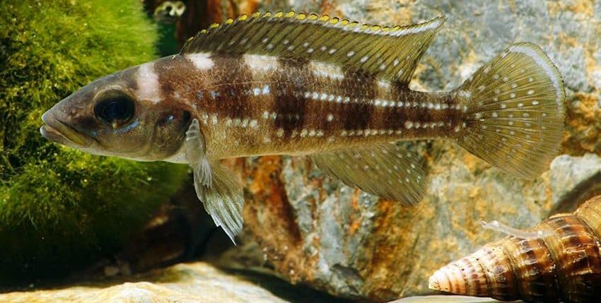Neolamprologus tetracanthus