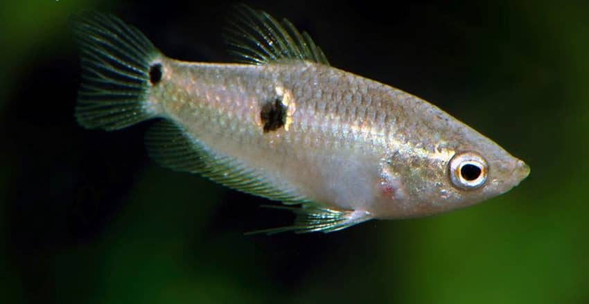 Parasphaerichthys ocellatus