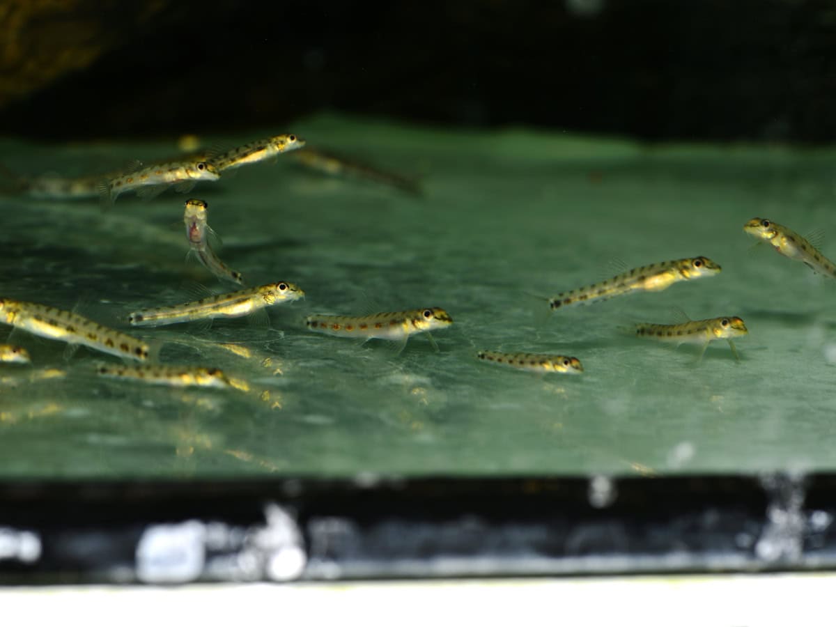 ZC3818 Nemacheilus stigmofasciatus - Morsecode-Schmerle, WF-IND