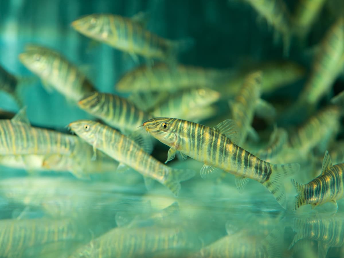 ZC603 Botia striata - Zebraschmerle, WF