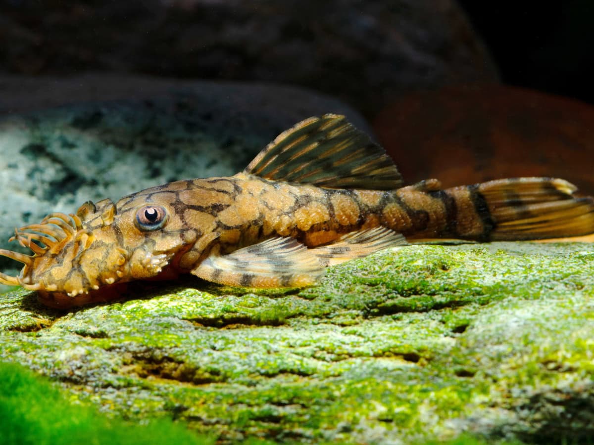 ZEL5192 Ancistrus sp. "Red Honey Comb" - L 519 Itenéz-Antennenwels, DNZ