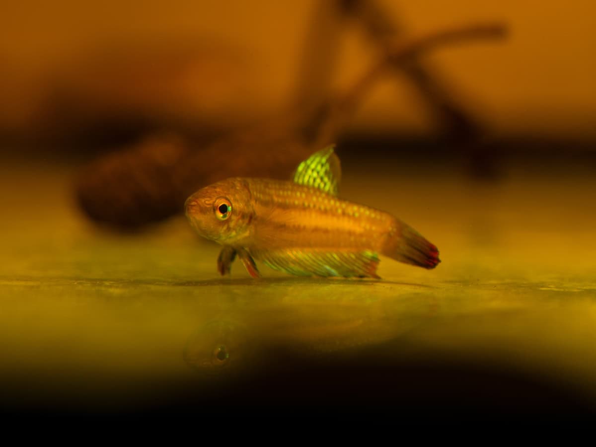 ZK0762 Betta imbellis - Friedlicher Kampffisch, WF