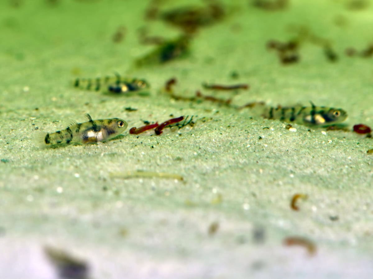 ZM655 Brachygobius mekongensis - Mekong-Goldringelgrundel, WF-RARITÄT