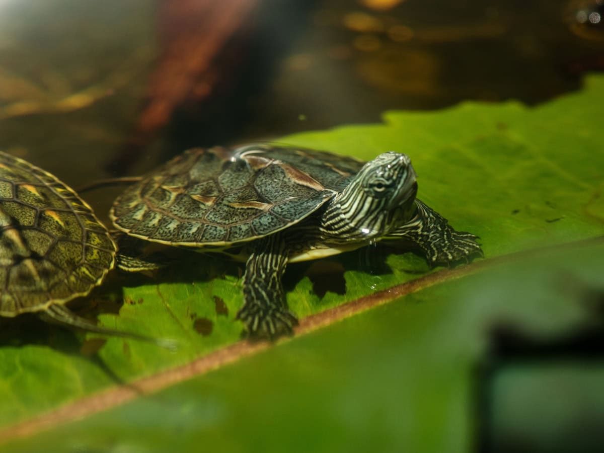 ZN655 Mauremys sinensis - Chinesische Streifenschildkröte, DNZ