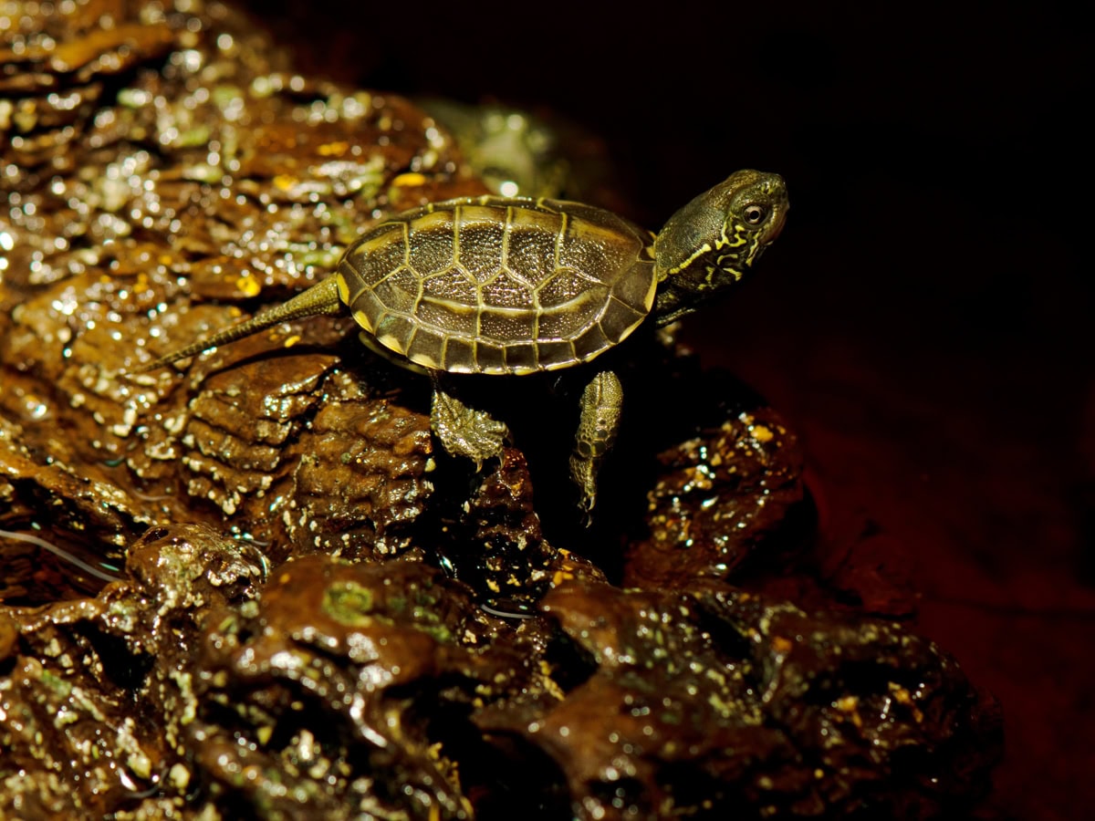 ZN70 Mauremys reevesii - Chinesische Dreikielschildkröte, DNZ
