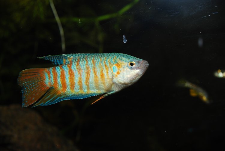 csm BNA IVH 2 2025 Miniteiche Makropode Hirt.JPG 7eb0a83661