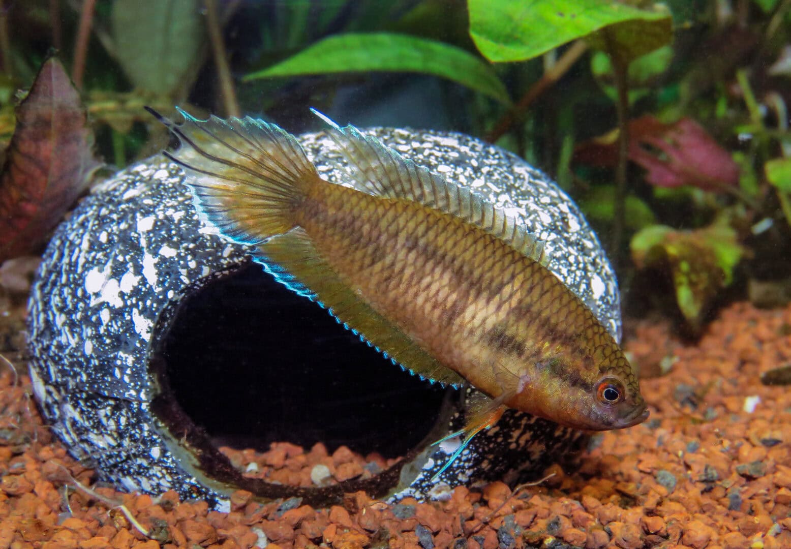 Ein Weibchen von Pseudosphromenus dayi. Foto: Hans-Jürgen Dieke