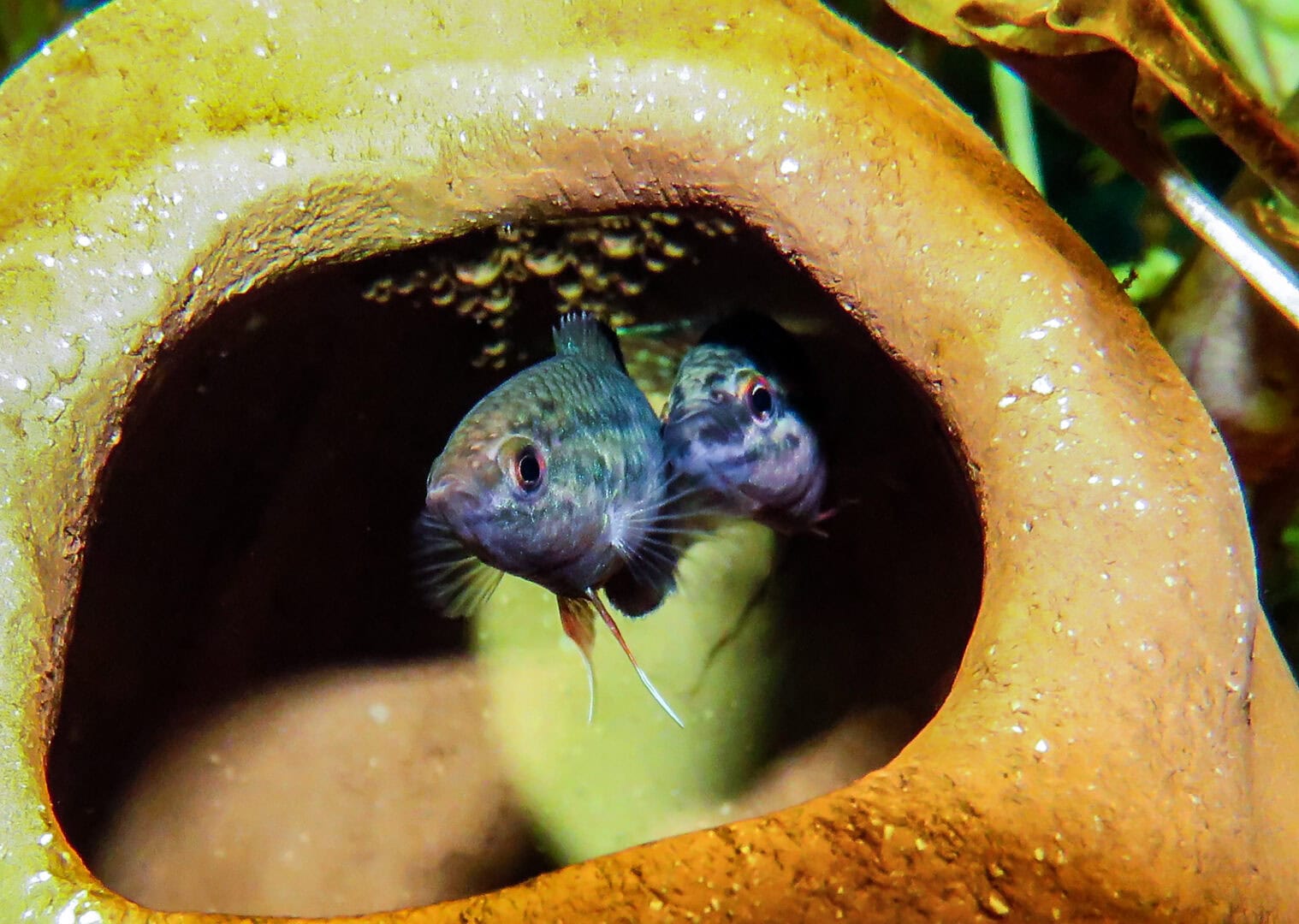 Foto: Hans-Jürgen Dieke