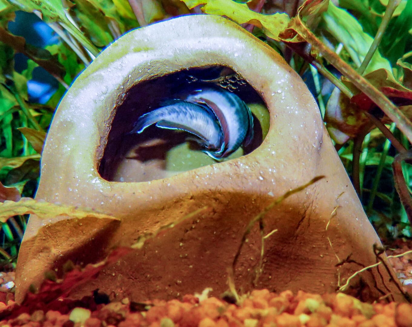 Das Männchen hat das Weibchen umschlungen. Foto: Hans-Jürgen Dieke