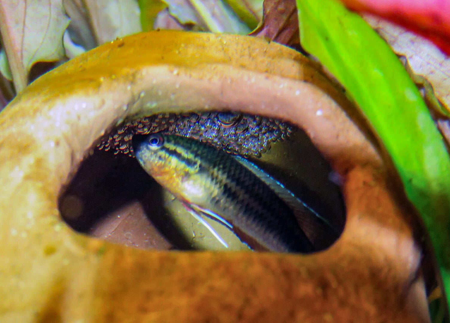 Das Schaumnest wird von dem Männchen gebaut. Foto: Hans-Jürgen Dieke