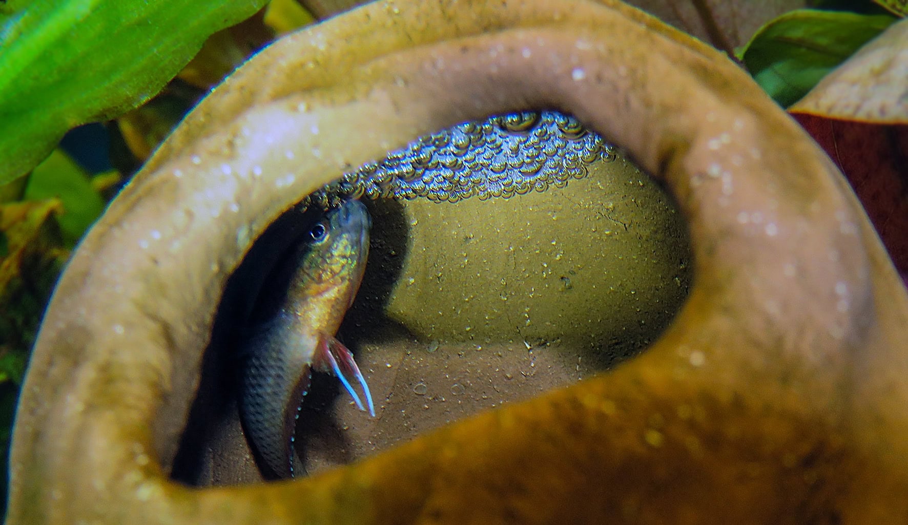 Das Parosphroemnus-Männchen hilft auch den Larven beim Schlüpfen. Foto: Hans-Jürgen Dieke