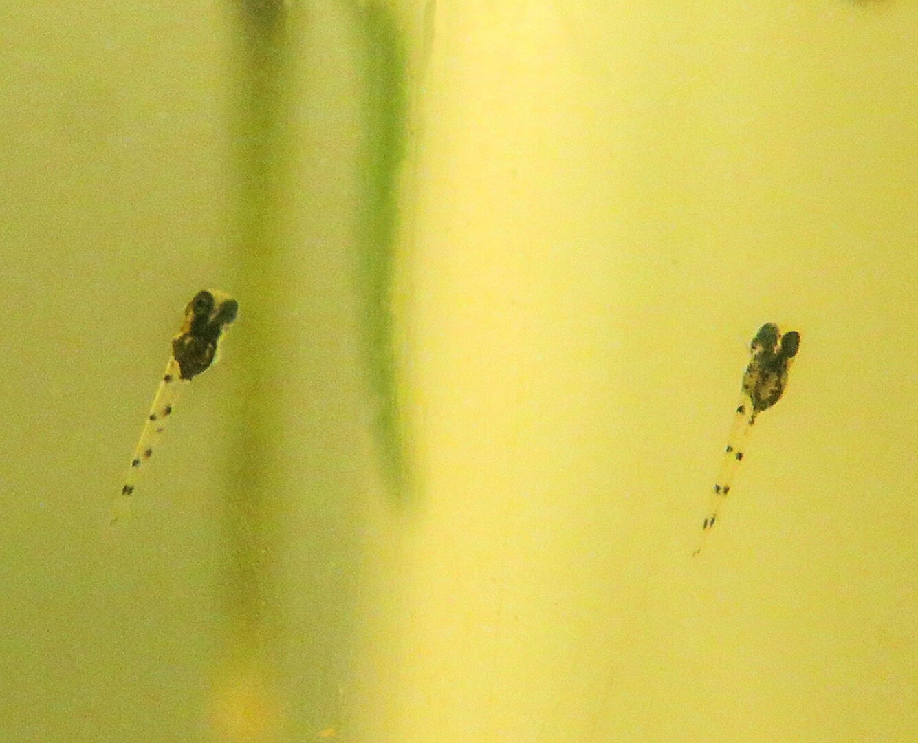 Geschlüpfte Larven noch mit einem Dottersack. Foto: Hans-Jürgen Dieke