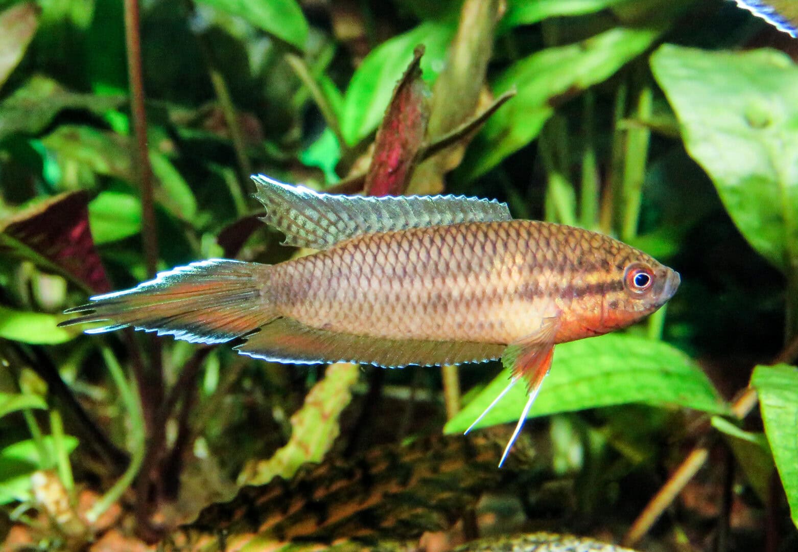 Ein Männchen von Parospphromenus dayi. Foto: Hans-Jürgen Dieke