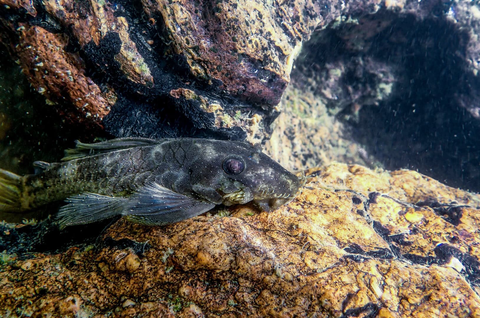 AQ2025 03 174 Antennenwelse 04 Ancistrus sp. „Rio Xingu I“ lebt im Rio Xingu in der Cachoeira do Espelho auf stark zerklüftetem Gestein, Pará, Brasilien. Foto: Andreas Tanke