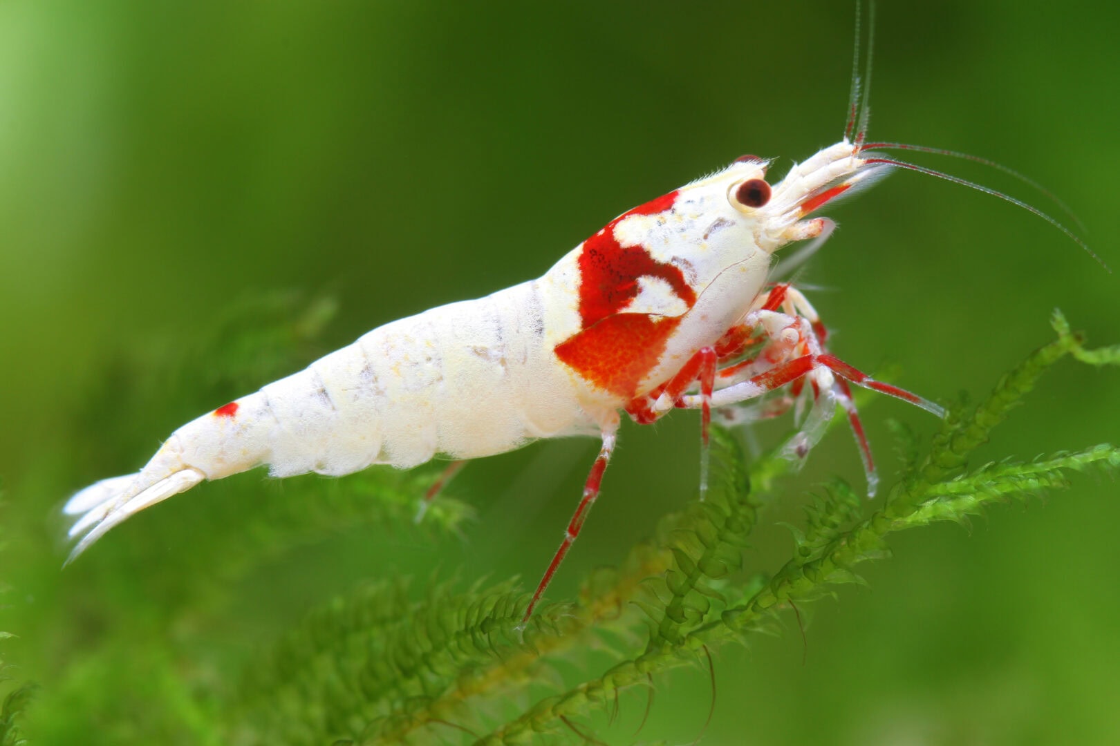 CAR2025 02 025 Pure Red Black line 08 Lukhaup Eine wunderschöne PRL. Foto: Chris Lukhaup