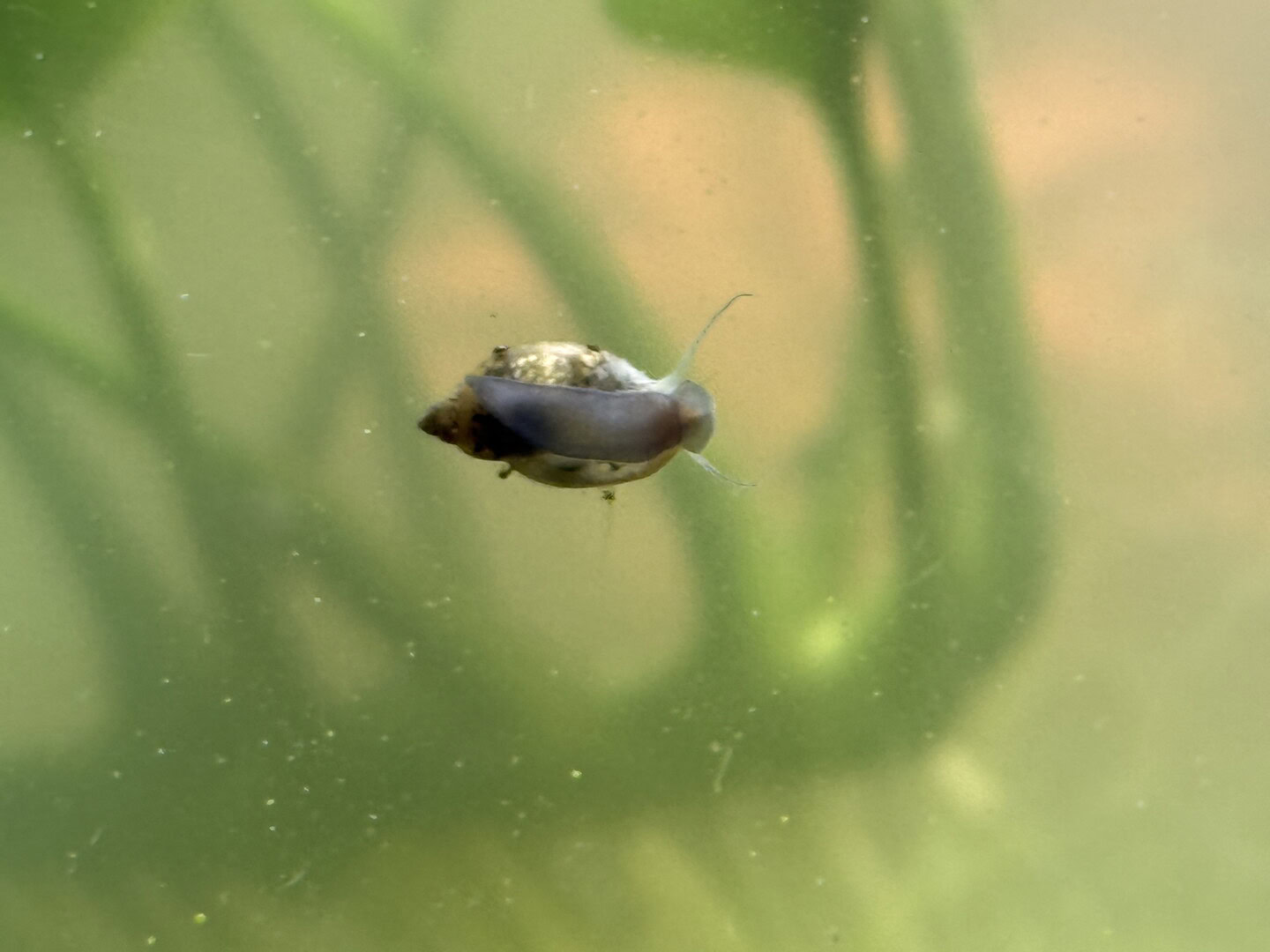 CAR2025 02 161 Blasenschnecken 01 Eine kleine Blasenschnecke im Aquarium. Foto: Ulli Bauer