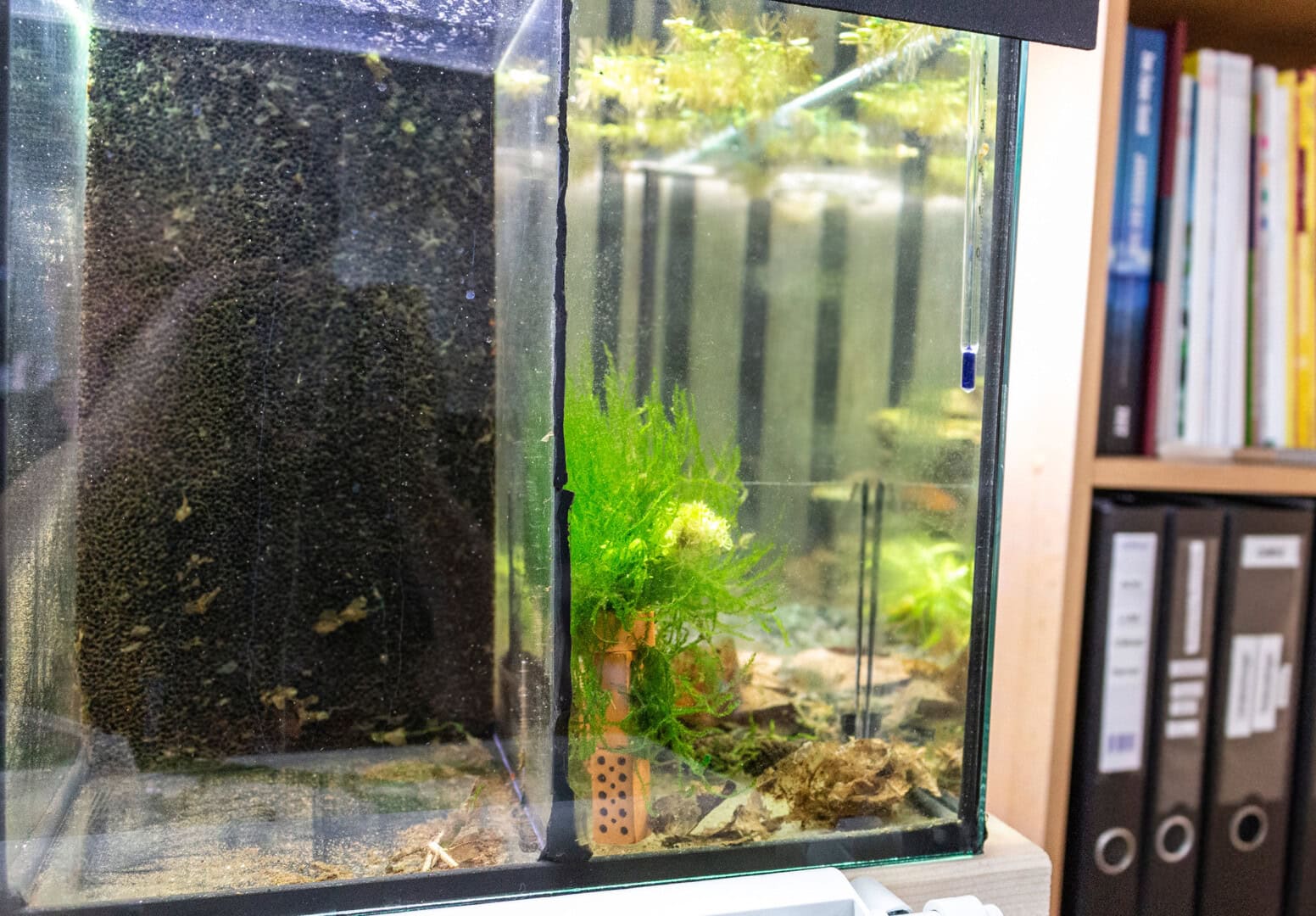Das erste Zuchtaquarium: kein echter Keil, aber funktional. Foto: Christian Splettstößer