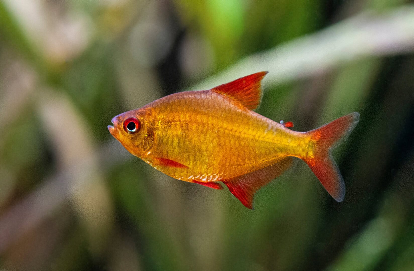Der „Red Muzel Tetra“ ist ein noch recht neuer Salmler im Hobby. Foto: Christian Splettstößer