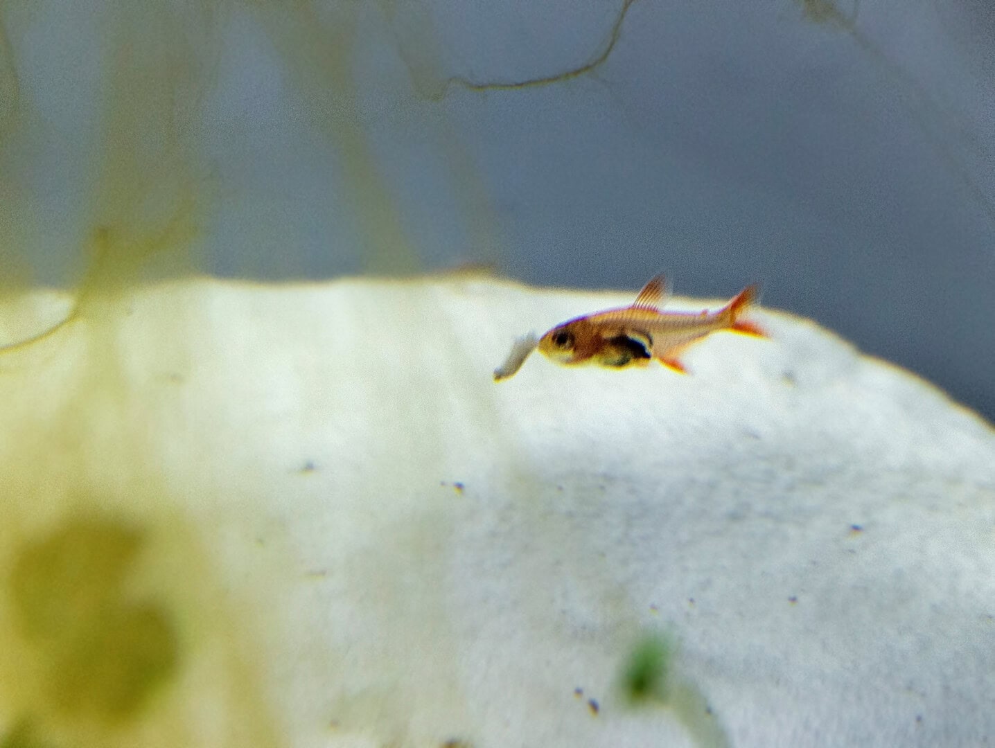 Jungfische im Alter von ca. einem Monat bewältigen bereits große Artemia. Foto: Christian Splettstößer