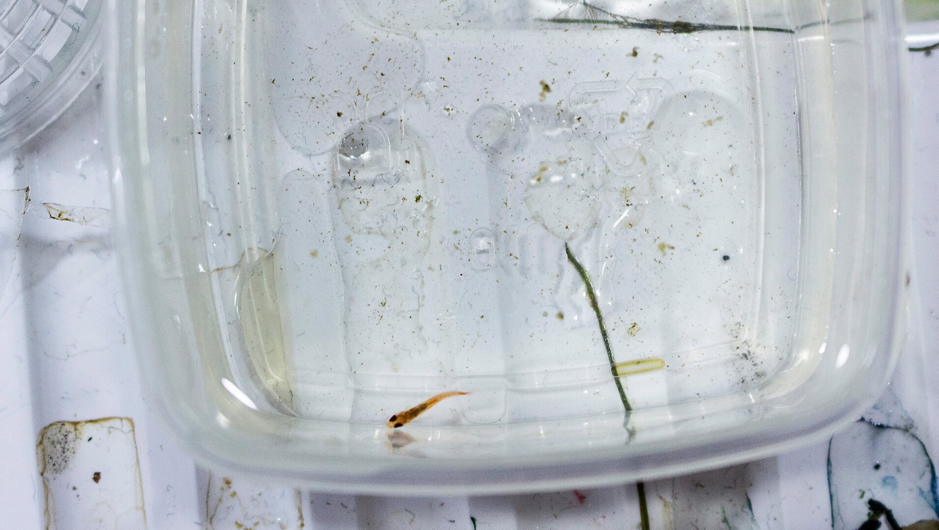 Ein Jungfisch ca. zwei Wochen alt. Foto: Christian Splettstößer