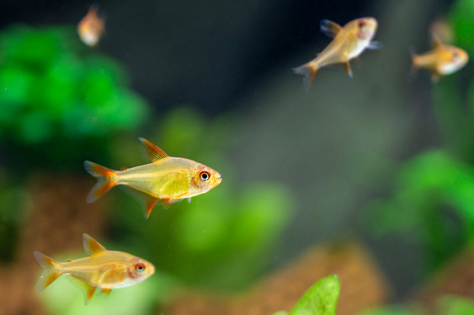 Ein Jungtier mit etwa drei Monaten Alter. Foto: Christian Splettstößer