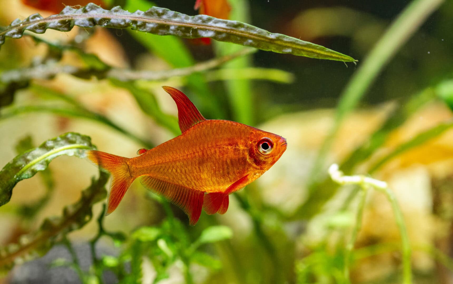 Die kleinen Fische haben ein kräftiges Gebiss. Foto: Christian Splettstößer