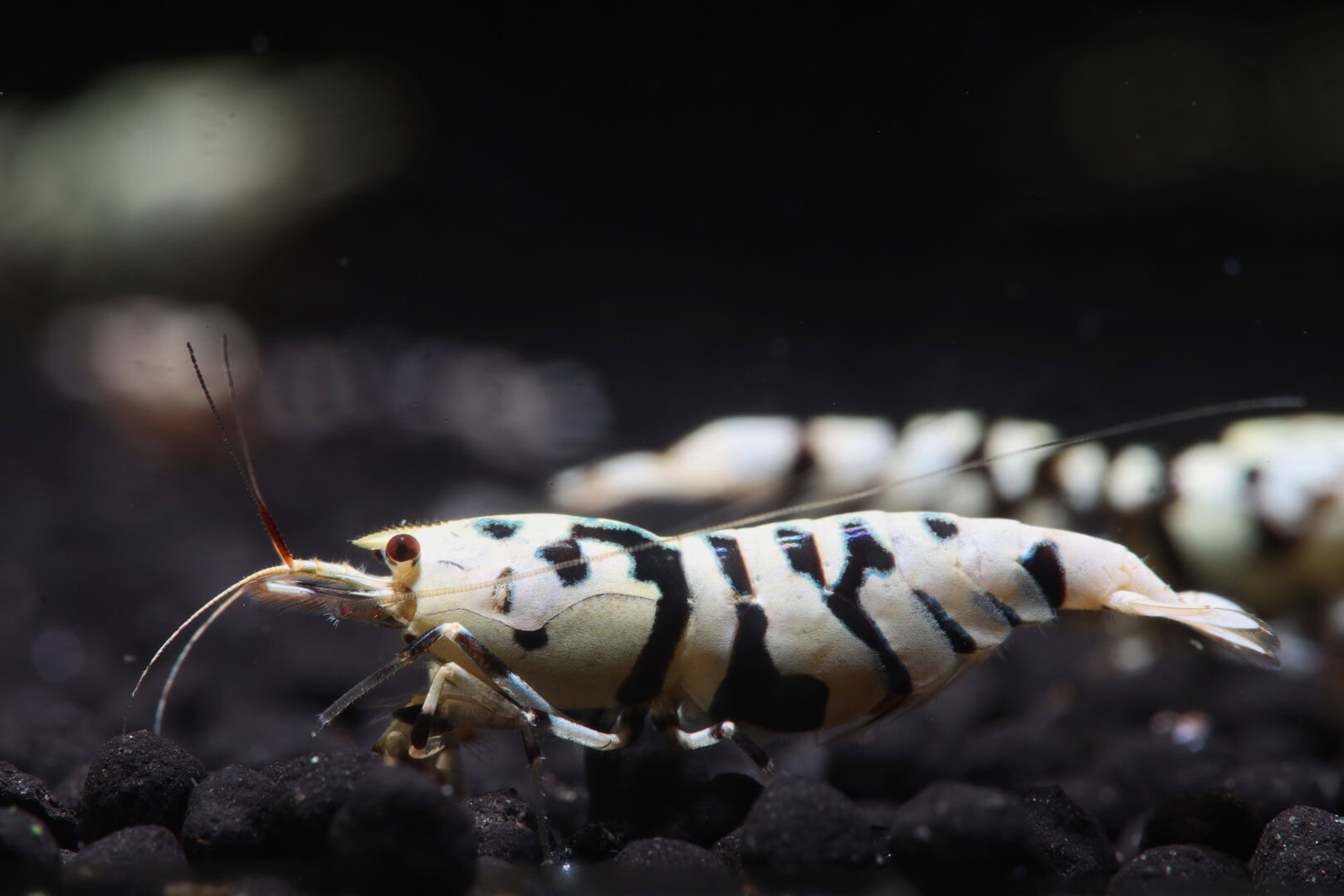 Zuchtziel erfüllt: Klare Zeichnung, deckendes Weiß, schön gezeichnete Beine. Foto: Kevin Stockton