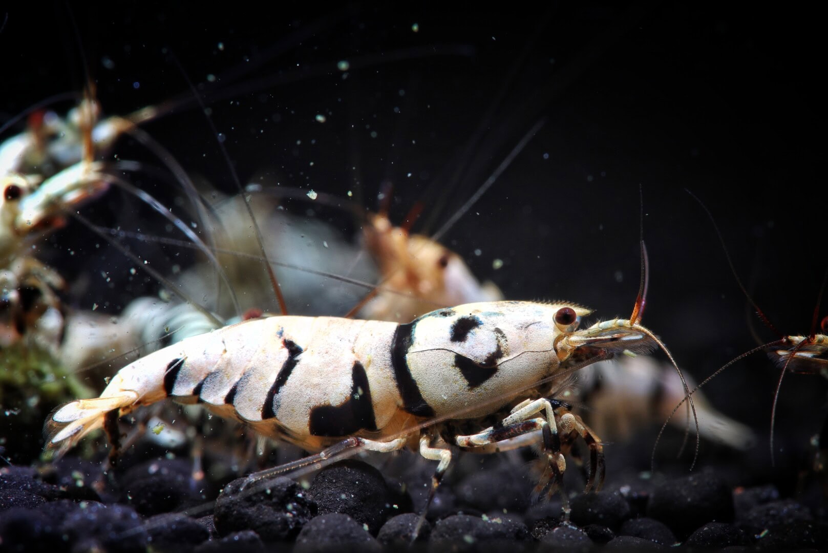 Die Tiere mit besonders hohem Weißanteil bekommen demnächst ihr eigenes Becken. Foto: Kevin Stockton