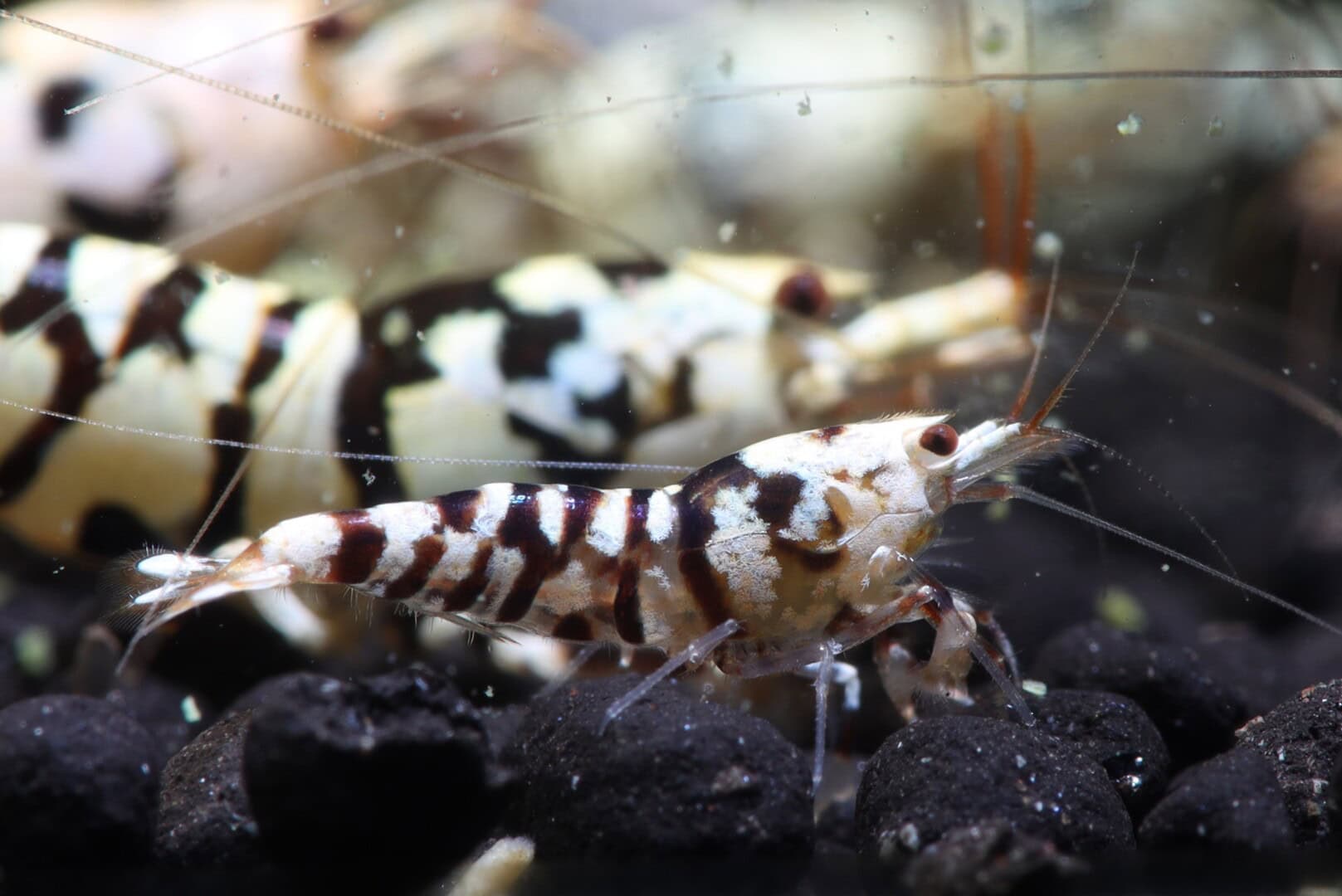 Dieses Exemplar hat für eine Junggarnele bereits eine beachtliche Farbdeckung. Foto: Kevin Stockton