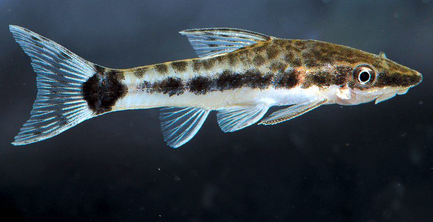 Otocinclus cf. macrospilus O. mangaba 2 Otocinclus cf. macrospilus = O. mangaba