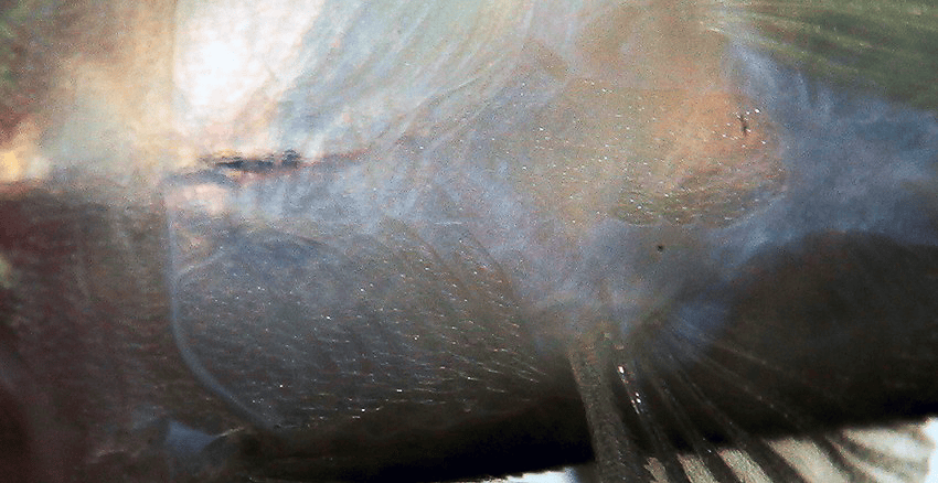 Otocinclus cf. macrospilus O. mangaba 3 Otocinclus cf. macrospilus = O. mangaba