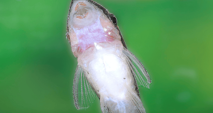 Otocinclus cf. macrospilus O. mangaba 5 Otocinclus cf. macrospilus = O. mangaba