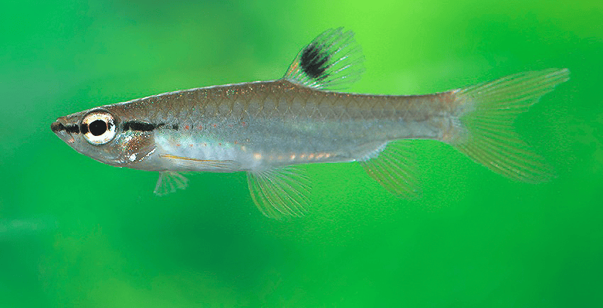 Pyrrhulina obermulleri 1 Pyrrhulina obermulleri