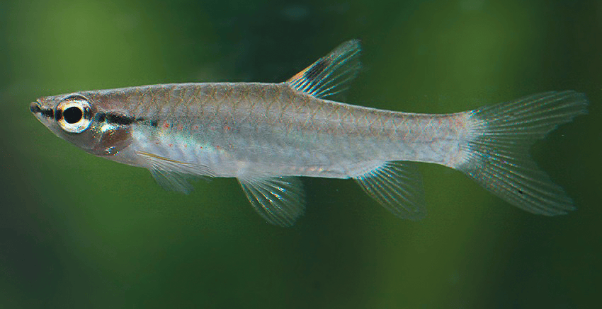 Pyrrhulina obermulleri 3 Pyrrhulina obermulleri