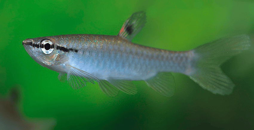 Pyrrhulina obermulleri 4 Pyrrhulina obermulleri