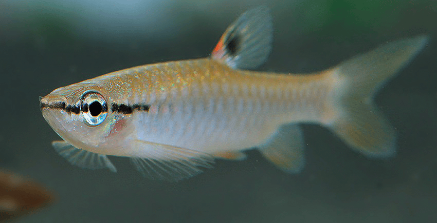 Pyrrhulina obermulleri 6 Pyrrhulina obermulleri