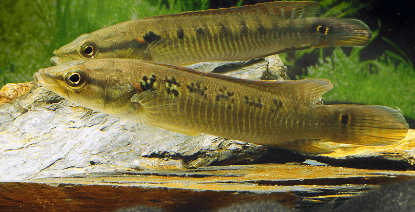 Saxatilia sveni frueher Crenicichla sveni 1 Saxatilia sveni (früher- Crenicichla sveni)