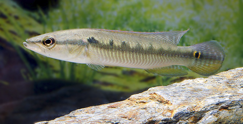 Saxatilia sveni frueher Crenicichla sveni 2 Saxatilia sveni (früher- Crenicichla sveni)