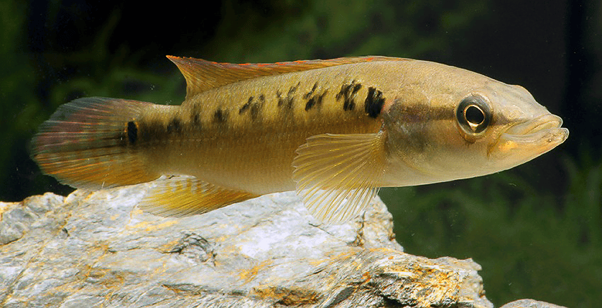 Saxatilia sveni frueher Crenicichla sveni 3 Saxatilia sveni (früher- Crenicichla sveni)