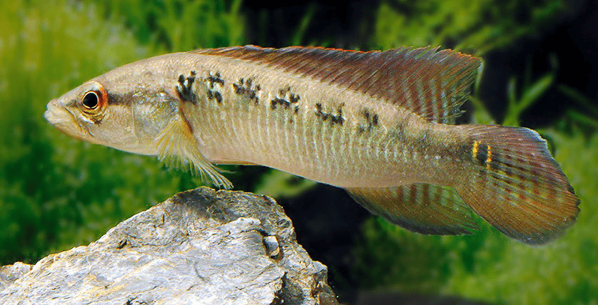 Saxatilia sveni frueher Crenicichla sveni 4 Saxatilia sveni (früher- Crenicichla sveni)