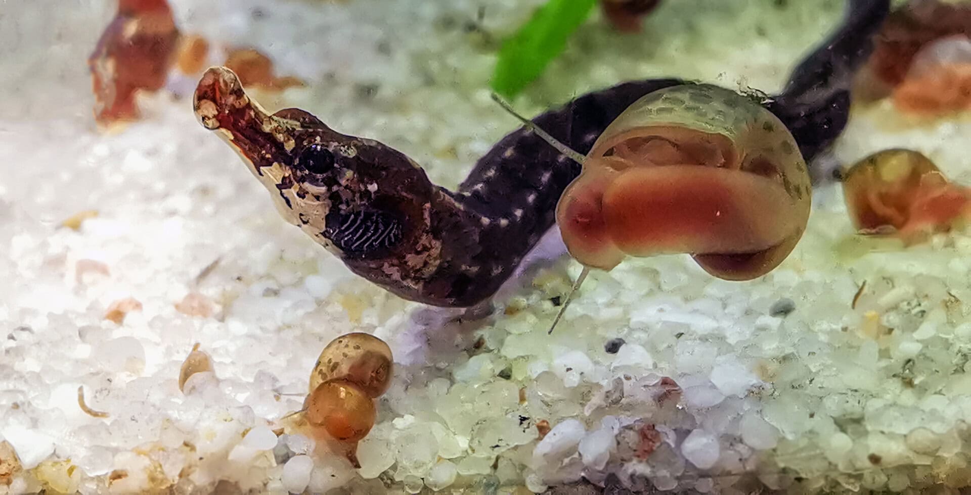 Kugelfischzuechter_03: Auch die Kleine Süßwassernadel ist nicht in jedem Aquarium zu finden. Foto: Thomas Baumeister