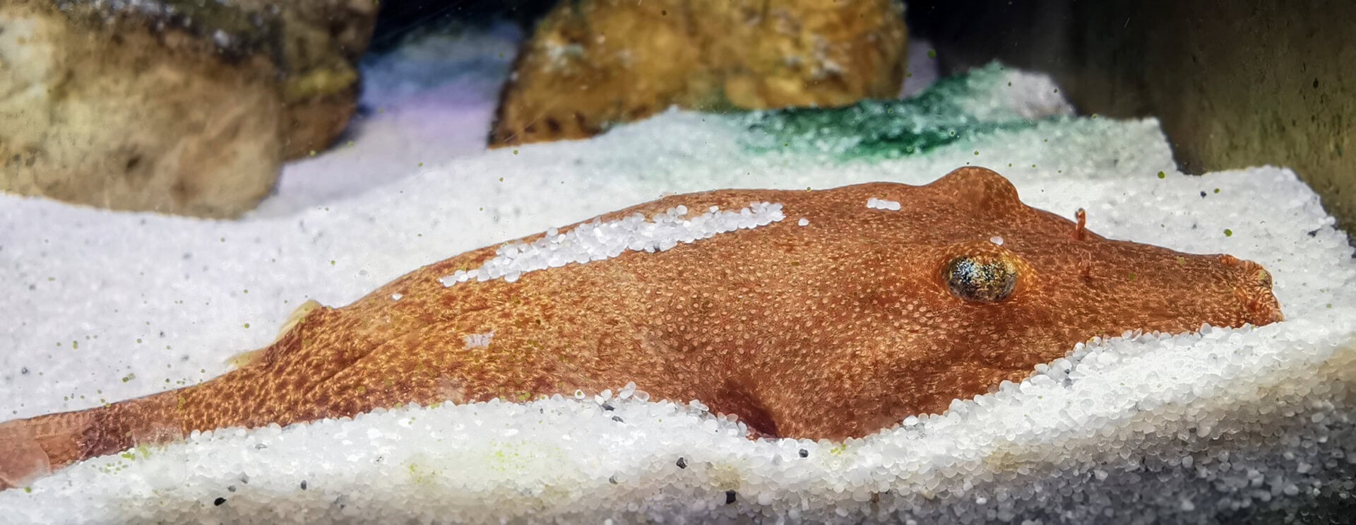 Vergräbt sich gern im Bodengrund: Der Rote Kongo-Kugelfisch. Foto: Thomas Baumeister