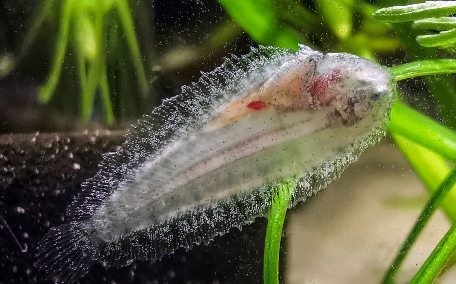 Neben all den Kugelfischen pflegt Ralf auch Zwerg-Süßwasserflundern. Foto: Thomas Baumeister