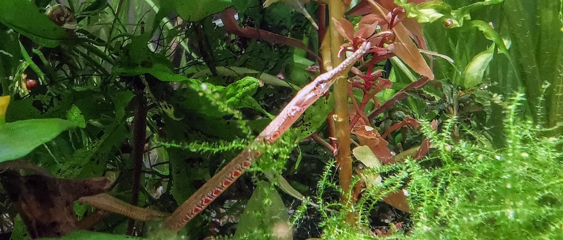 Schmuck-Süßwassernadel Foto: Thomas Baumeister