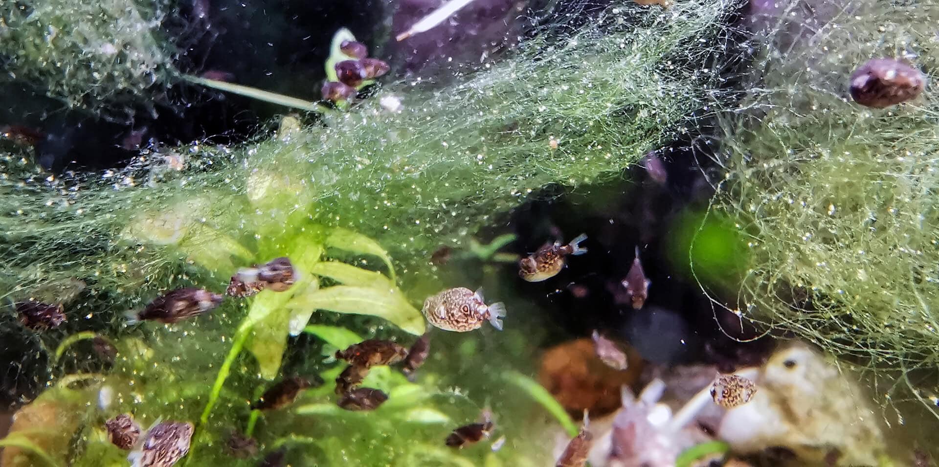 Bei meinem Besuch tummelte sich gerade der Nachwuchs vom Mekong-Kugelfisch in einem Becken. Foto: Thomas Baumeister