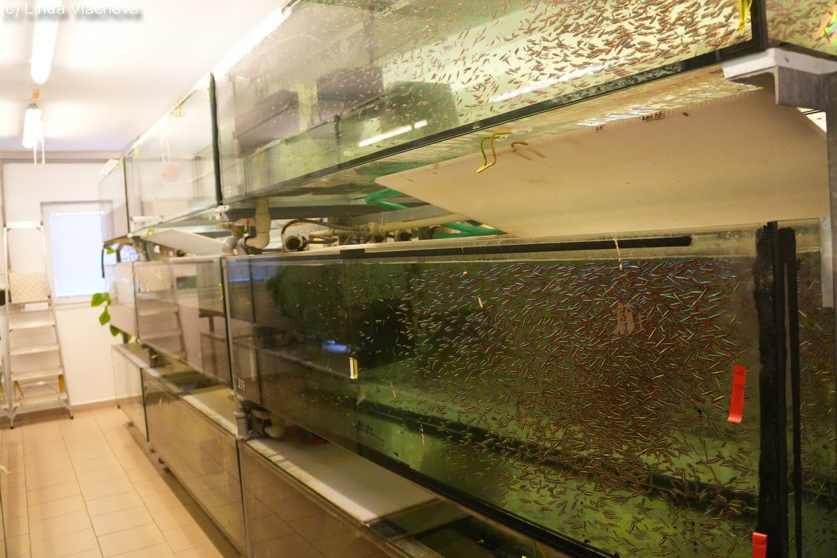Die tschechische Aquaristik: Tradition, Herausforderungen und neue Hoffnungen. Foto: Linda Vlachova